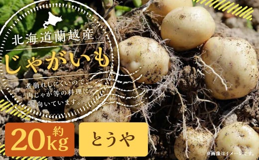 北海道 蘭越産 じゃがいも（とうや） 約20kg【2025年11月下旬～2026年4月上旬発送予定】