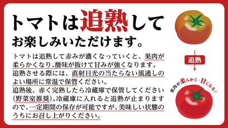 【2024年3月上旬発送開始】《訳あり》 スーパーフルーツトマト 大箱 約2.6kg×2箱  糖度9度以上 トマト とまと 野菜 [BC039sa]