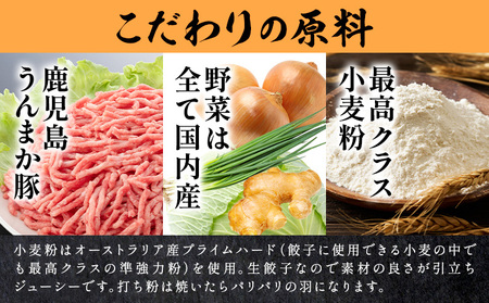 【3ヶ月定期便】鹿児島 うんまか豚 生餃子 48個 株式会社 寺師《お申し込み翌月から出荷》鹿児島県 さつま町 餃子 ギョウザ 焼き餃子 水餃子