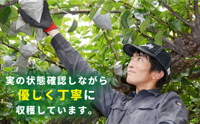 先行予約！【2025年9月〜発送】【シャリッと食感がたまらない！】新高梨 2玉 / 梨 なし  南島原市 / ふるさと企画 [SBA007]