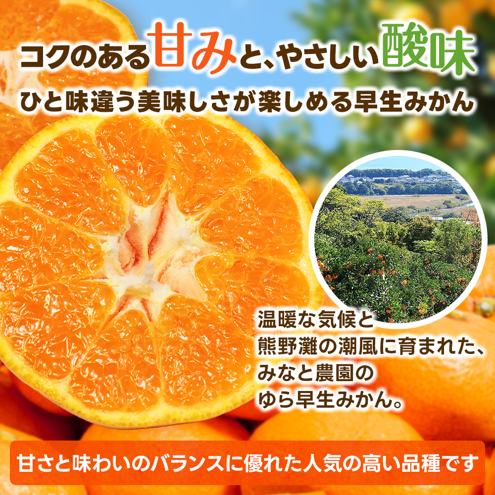 【数量限定】みなと農園のゆら早生みかん  約10kg 2S～Lサイズ混合 【2026年10月中旬頃〜順次発送】 みかん ミカン 蜜柑 温州みかん 温州ミカン 柑橘 フルーツ 果物 くだもの 早生 甘い