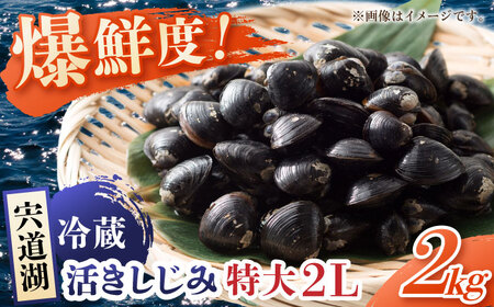 しじみ 鮮度抜群の貴重な特大粒！生鮮･砂抜済･活しじみ  島根県松江市/有限会社藤本米穀店[ALCG009] しじみ しじみ