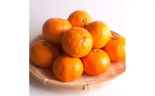 鹿蔵 プレミアム 有田 みかん 5kg+250g（傷み補償分）(完熟) / 温州みかん 有田みかん 光センサー 選別 甘い 和歌山 柑橘 ※2026年10月上旬～11月中旬頃に順次発送予定 ※北海道・