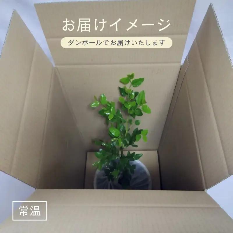 【先行予約】ナツメ苗木（鉢物）45cm～60cm【2027年4月下旬以降順次発送予定】【なつめ 植物 】 [m47-a030]