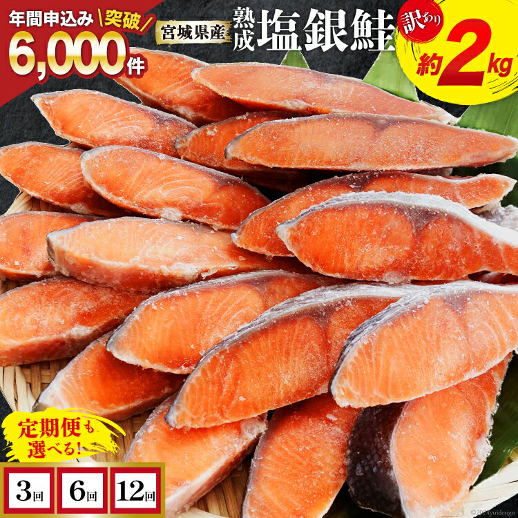 【ふるさと納税】訳あり 宮城県産 熟成 銀鮭 切身 約2kg【選べる定期便】 [宮城東洋 宮城県 気仙沼市 20562687] 鮭 海鮮 魚介類 国産 さけ 鮭 甘口 サケ 鮭切身 シャケ 切り身 冷凍 おかず 弁当 支援 事業者支援 サーモン 魚 銀鮭切り身 定期便