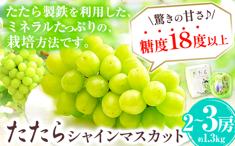 【令和6年度産先行予約】 マスカット シャインマスカット 2房（1房約650g） たたらみねらるシャインマスカット ギフト 糖度18度以上 フルーツ 種無し ぶどう 葡 Y&G．ディストリビューター 