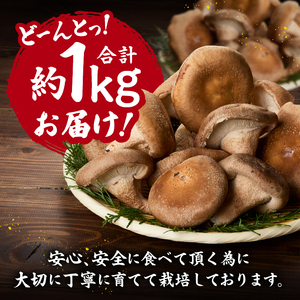 『大国しいたけ』菌床しいたけ　1kg 厳選 高級 椎茸 きのこ 肉厚 ジューシー 新鮮 山梨県産 北杜市産