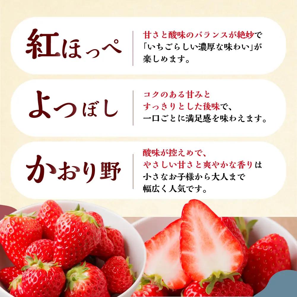 【定期便3回】【2027年1月より発送開始】いちご贅沢 紅ほっぺ 1kg ( 250g × 4p ) しあわせ苺 サイズ バラバラ 訳あり 訳アリ 含む 農園直送 フルーツ 苺 イチゴ 人気 本巣市 