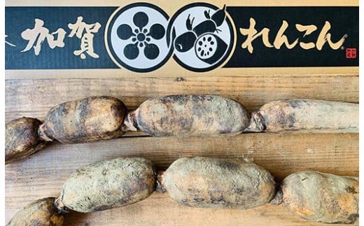 
            加賀れんこん　1kg以上2本入
          