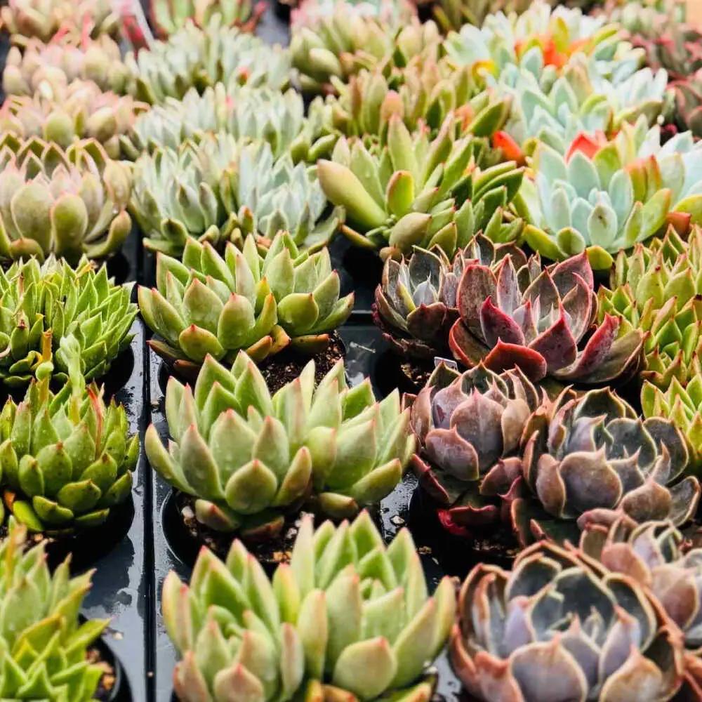 多肉植物 9センチポット 大型苗 デカベリア エケベリア おまかせ 5種セット  【mucca】[ATHD003]
