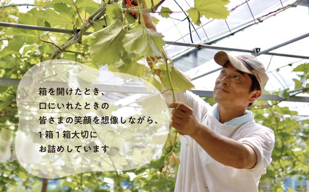 【きよとうファーム】シャインマスカット＆ニューピオーネ 3-5房/計2.0kg~ (岡山県産)【KF-B070-02】