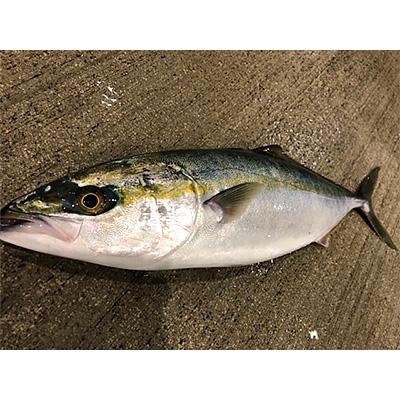 ふるさと納税 八幡浜市 竹中水産の「天然ヤズ」 約2キロ(1〜2本)【D22-258】