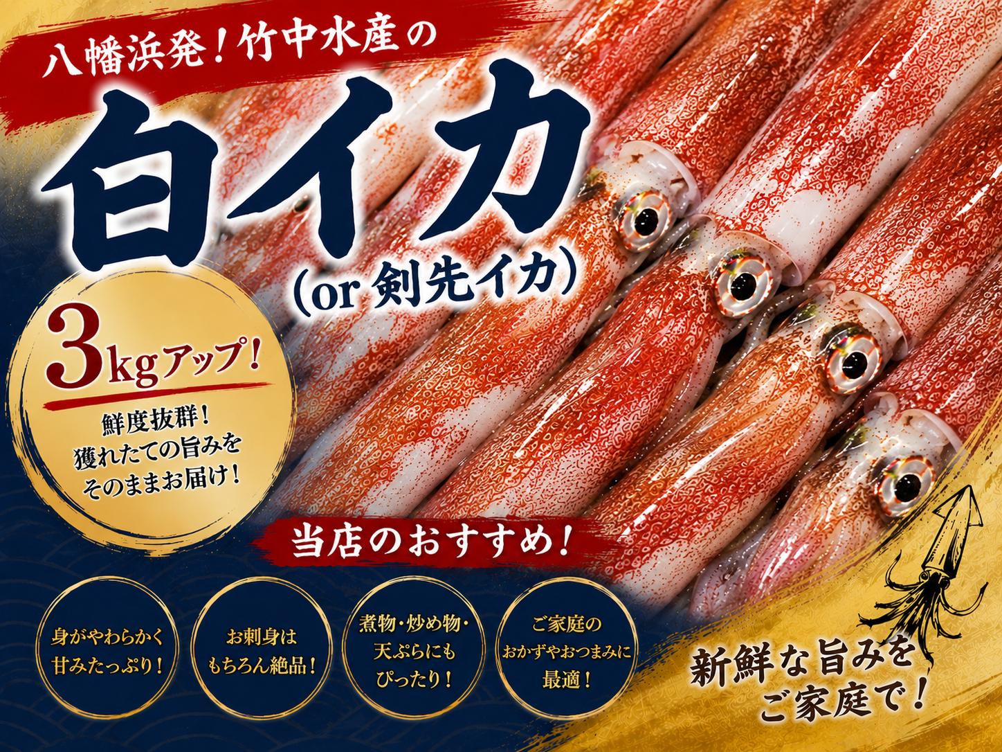 
                  H22-281.八幡浜発!「白イカ(剣先イカ)」3.0kg!【冷蔵便】 YWTM098
                