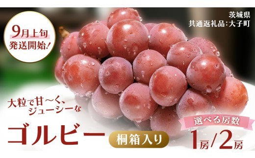 
                  【 選べる 房数 】【 桐箱入り 】 ゴルビー １房 ２房【2026年9月上旬発送開始】(茨城県共通返礼品：大子町) ぶどう ブドウ 葡萄 果物 フルーツ 果実 贈答用 ギフト 贈り物 プレゼント
                