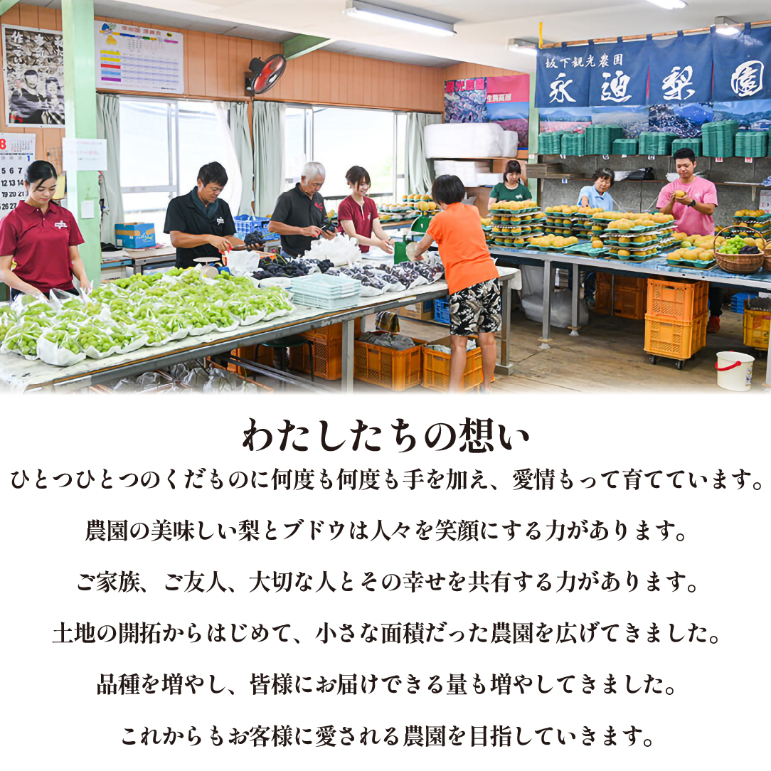 【2026年発送 】旬の梨詰め合わせ 4kg（豊水、新興、新高等）(梨 なし ナシ 秋の味覚 旬の果物 季節のフルーツ 品種名 みずみずしい 果汁たっぷり)