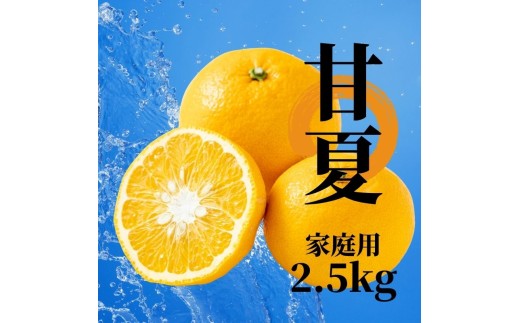【2027年2月下旬頃から順次発送】甘夏 約2.5kg  松山 愛媛  | 愛媛 愛媛県産みかん 蜜柑 ミカン mikan みかん あまなつ  柑橘 お取り寄せ グルメ 期間限定 数量限定 果物 旬  愛媛県 松山市
