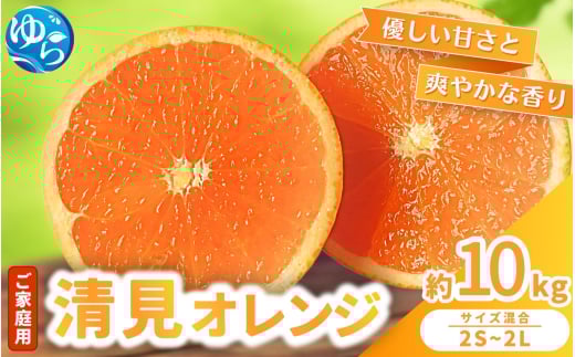 【来シーズン 先行予約】≪家庭用≫ 清見オレンジ 約10kg ※2026年3月上旬～順次発送 農家直送 / くだもの  果実  柑橘 果物 フルーツ 国産 和歌山県 由良町 清見  人気 おすすめ 和歌山 甘い きよみ 清見おれんじ 訳あり 家庭用 【nktn024】