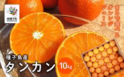 《 先行予約 【2026年2月中旬〜3月中旬頃順次発送】種子島産タンカン約10kg（約65玉）