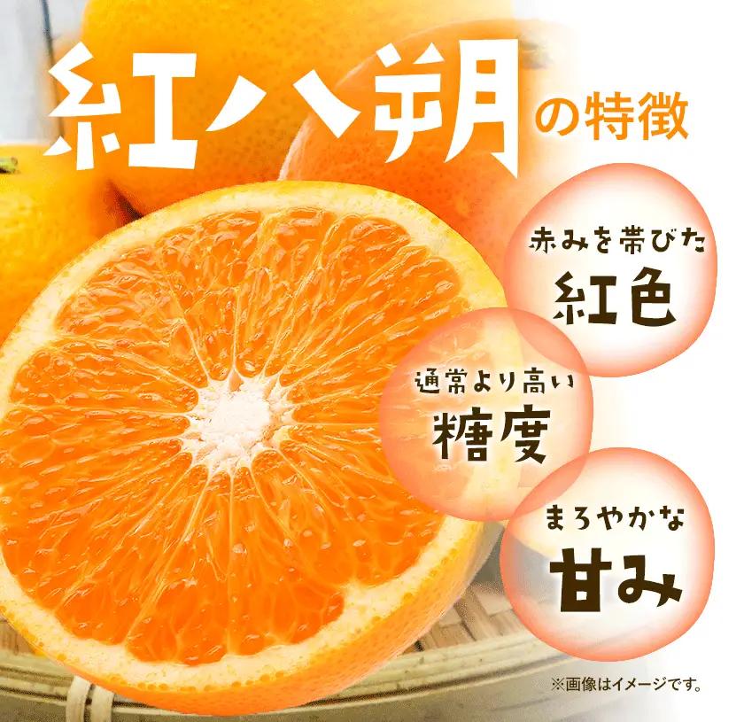 紅八朔 厳選 Mサイズ 約10kg GOGO農園 八朔