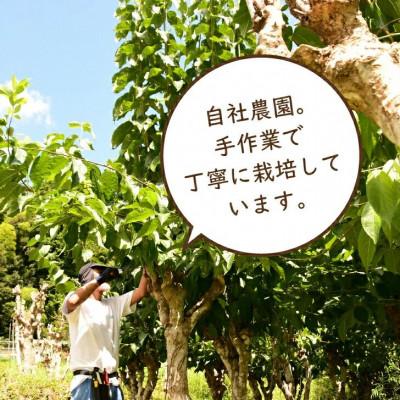 ふるさと納税 高浜町 福井県高浜町産　青の杜仲茶5袋セット |  | 02