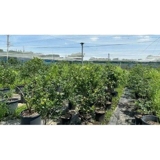 ≪先行予約≫【 数量限定 】 朝採れ 完熟 ブルーベリー 700g と ピンクレモネード 350g の 詰合せ セット 食べ比べ (1パックあたり 350g ) 【 2026年 6月上旬頃より発送開始
