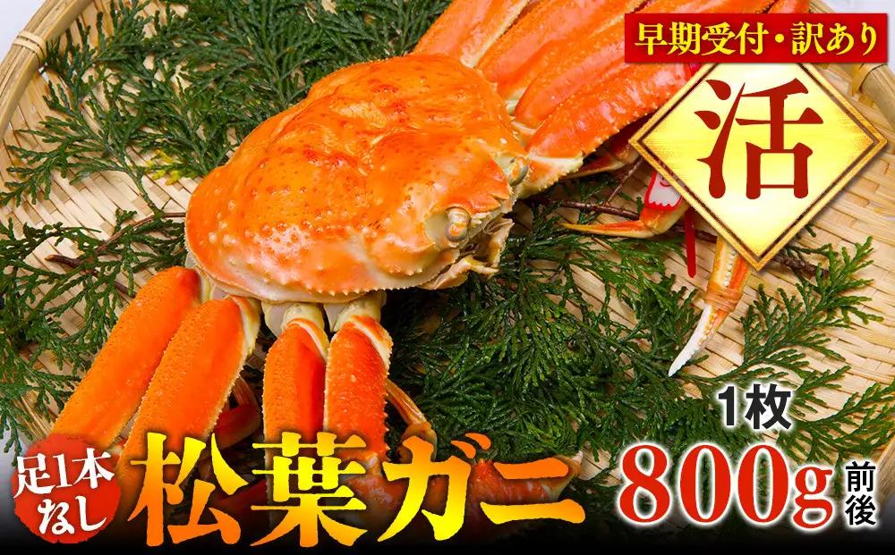 【早期受付】【活】足1本なし 訳あり 松葉ガニ 大1枚（800g前後）※着日指定不可※2026年11月上旬頃から順次発送予定 松葉ガニ