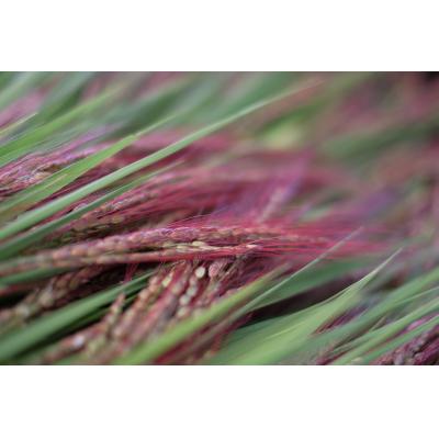 ふるさと納税 白川町 お山のしめ縄飾り |  | 02