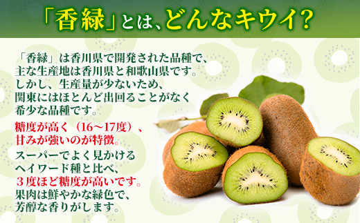 希少キウイフルーツ 「香緑」。Lサイズ 24個入り 糖度16度。甘くておいしい【 高級ブランド】＜出荷時期：2025年12月15日出荷開始～2026年1月15日出荷終了＞【キウイ　ルーツ 神奈川県 南