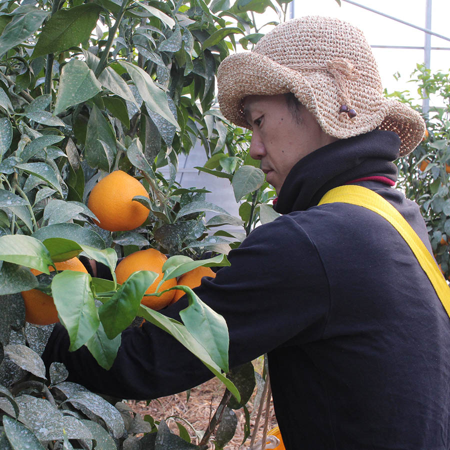 愛媛県産　ジューシーゴールド（河内晩柑）3kg