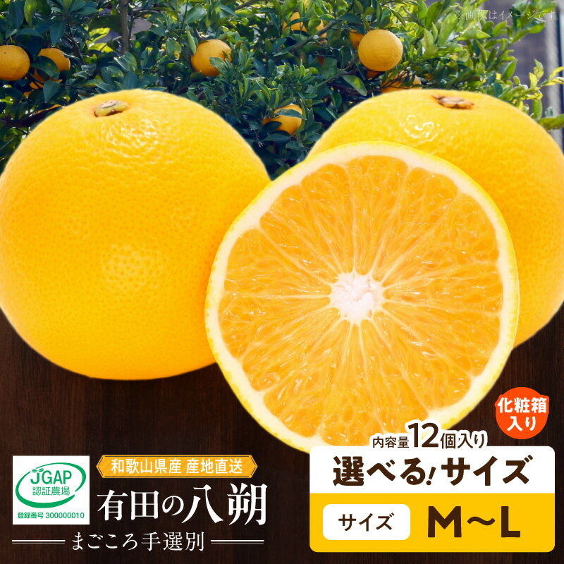 【ふるさと納税】【限定】 和歌山県産 有田 はっさく 化粧箱入り 12個入り 選べる サイズ Mサイズ Lサイズ まごころ手選別 フルーツキャップ 酸味 甘み バランス フルーツ 果物 柑橘 お取り寄せ 和歌山県 湯浅町 送料無料