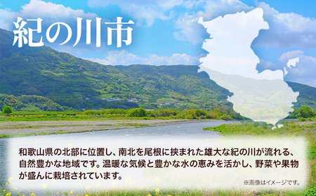 令和6年産 米 5kg  お米 白米 5キロ 紀の川応援米《30日以内に出荷予定（土日祝除く）》和歌山県 紀の川市 送料無料 国産 こめ 米 白米 精米