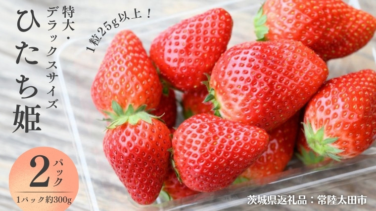 
            【 2026年 先行予約 】  ひたち姫 ( 約300g × 2パック ) 特大 ・ デラックスサイズ （茨城県共通返礼品／常陸太田市） 2026年1月から発送開始 フルーツ 苺 イチゴ いちご 新鮮 朝採れ 茨城県 桧山FRUITFARM [DY022sa]
          