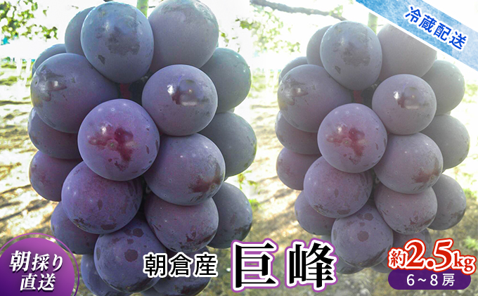 巨峰 2024年発送 約2.5kg 旬菜板屋 配送不可 離島