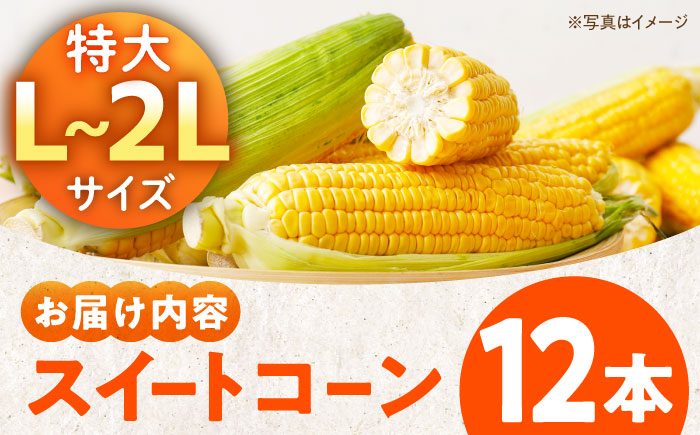 【先行予約】【6月上旬より順次発送】あま〜いスイートコーン（L〜2Lサイズ）12本入り　愛媛県大洲市/沢井青果有限会社 [AGBN007]コーン とうもろこし トウモロコシ とうきび チーズ 味噌ラー