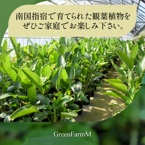 【観葉植物】ブレクナム 60cm～80cm(Green Farm M/016-1952) ※北海道・沖縄・離島配送不可※ 南国鹿児島県で育った 観葉植物！植物 鉢付 インテリア 室内 オフィス おしゃ