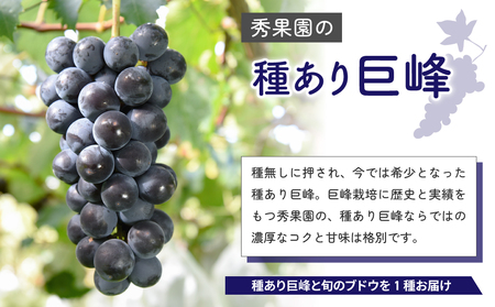 先行予約巨峰2024年発送【秀果園】種あり巨峰と旬のぶどう１種　計２種（約２kg）※秋お届け|長野県 長野 東御市 人気 信州 種あり  秀果園 ぶどう フルーツ 果物 おすすめ 厳選 大粒 ギフト 