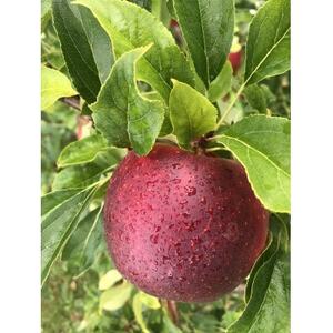 青森りんご　恋空(こいぞら)　家庭用　約5kg　お盆の頃に収穫　真夏の本格派りんご　約18個入り【配送不可地域：離島】【1648322】