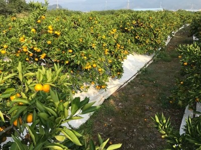 極早生 有田 みかん 特秀 S または SS サイズ 5kg 南泰園 和歌山 有田みかん