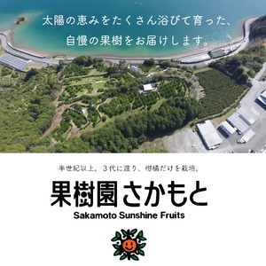 【2025年1月より発送】高知県産 立目ぽんかん 5kg 贈答用 優品 みかん 須崎市 KJS002-xx