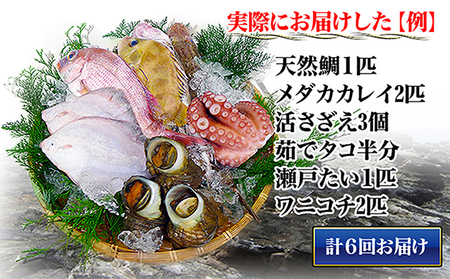 ［頒布会6回］瀬戸内海産の海産物の詰め合わせ（下処理ナシ）