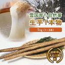 【ふるさと納税】山形県産 雪国育ち自然薯 生芋1本物 1kg（1～3本） F2Y-5112