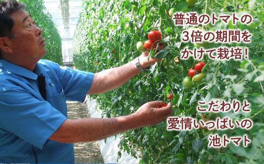 【先行予約】お徳用フルーツトマトＬサイズ 1.2kg・約15玉・Lサイズ〈2027年1月上旬～6月上旬〉 / 糖度8度以上 フルーツトマト ふるーつとまと とまと トマト 箱詰め 甘い 濃厚 高知県 