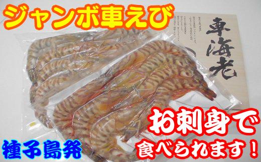 種子島 産 ジャンボ 車えび 生食用 ( プロトン 冷凍 車海老 ・ 化粧箱 入り）　NFN110【600pt】