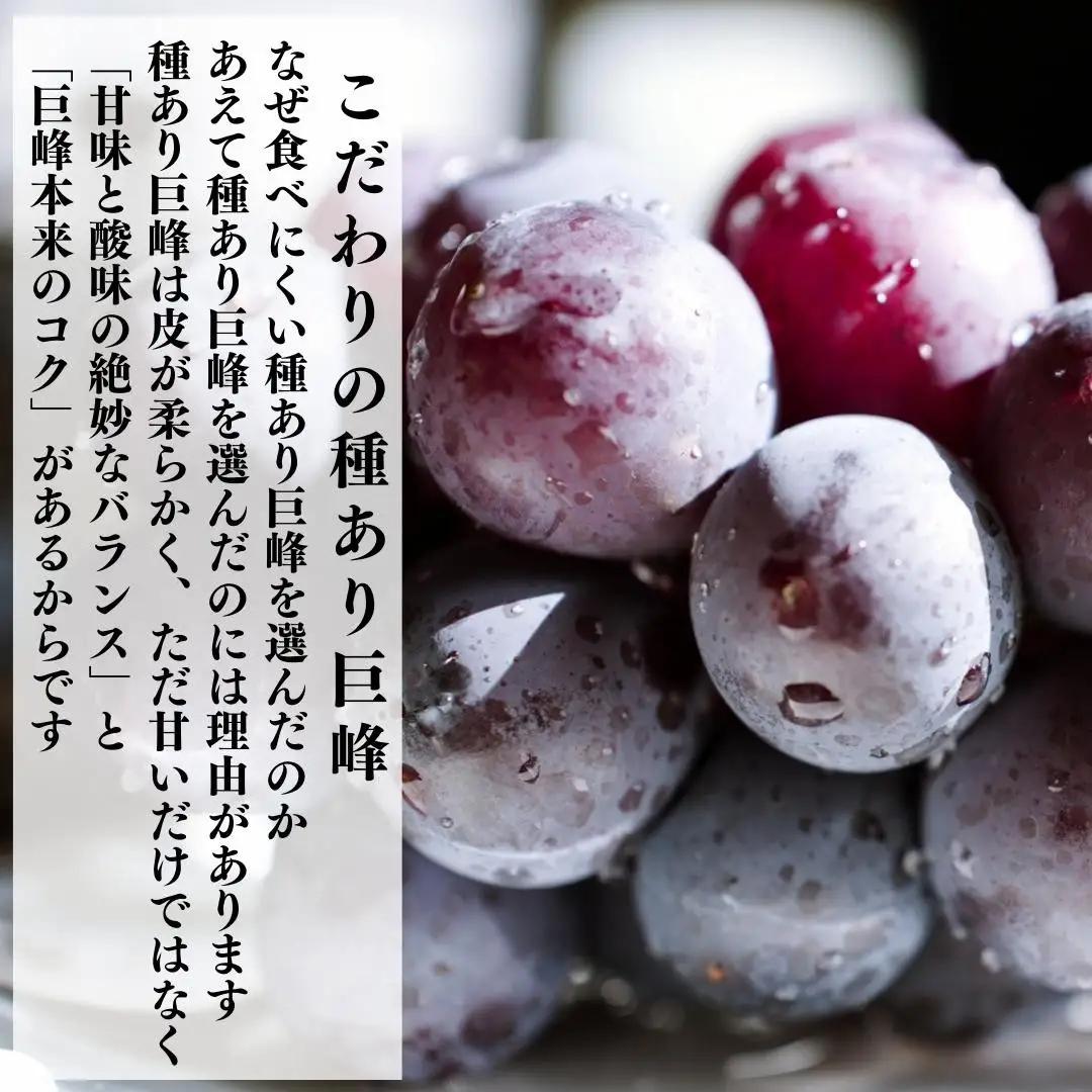 冷凍 種あり 巨峰 約500g 秀優混合 サイズミックス 和歌山県産 産地直送 ぶどう クール便  【みかんの会】  巨峰