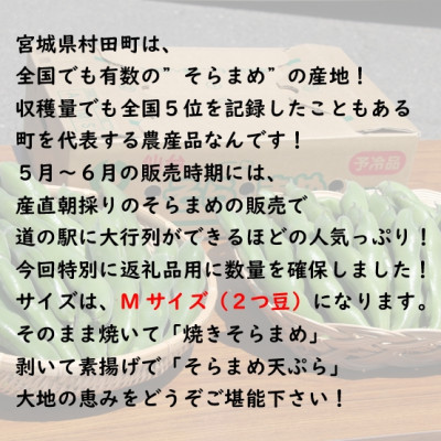 【先行受付2025年】そらまめ 約4kg Mサイズ 宮城県村田町産【配送不可地域：離島】