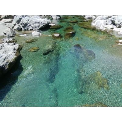 ふるさと納税 仁淀川町 鮎屋仁淀川の友釣り天然鮎500g(5〜14尾) |  | 03