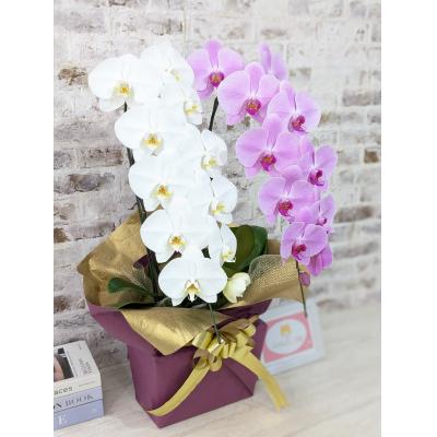 ふるさと納税 山口市 【☆新機能☆ZERO胡蝶蘭】　紅白胡蝶蘭　2本立て*白・ピンク*(大輪)　B098 |  | 01