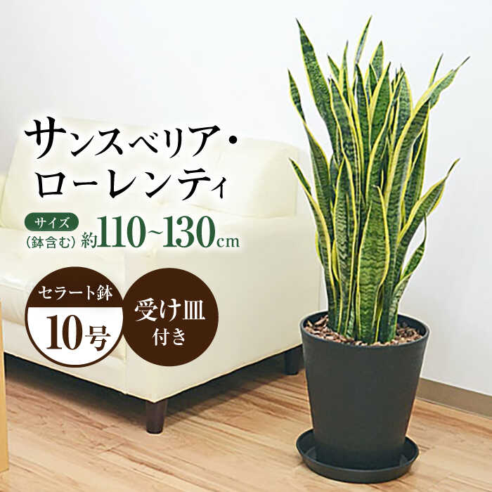 【ふるさと納税】観葉植物 サンスベリア ローレンティ 10号 ブラックセラート 鉢植え インテリア / 観葉 植物 インテリア おしゃれ プレゼント / 大村市 / 琴花園[ACYK013]
