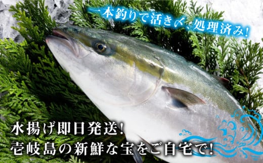【お正月用】壱岐島産天然寒ブリ（8ｷﾛ台・3枚おろし） [JBS025]