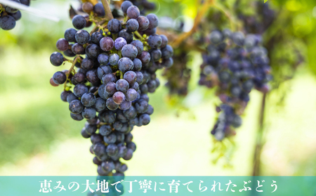 水沢（すいざわ）ワイン 日本有数のかぶせ茶の特産地で生まれた美味しいCUVEE MOMIJI （キュベ モミジ）アッサンブラージュルージュ (2025) 750ml（限定22本お早めに）【ワイン 国産